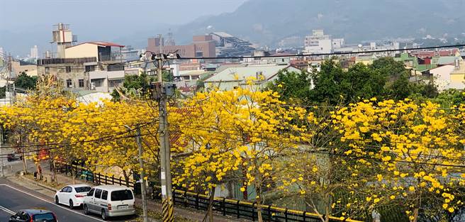 黃花風鈴木大爆發路邊賞花免門票 生活 中時