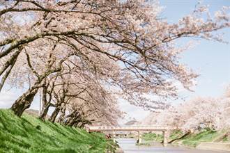日本賞櫻勝地原來還有這些！4公里長的櫻花步道太美啦
