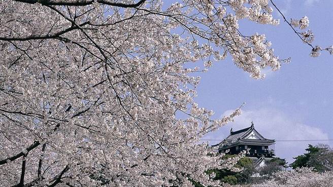 岡崎公園櫻花。（中部國際機場新特麗亞 提供）