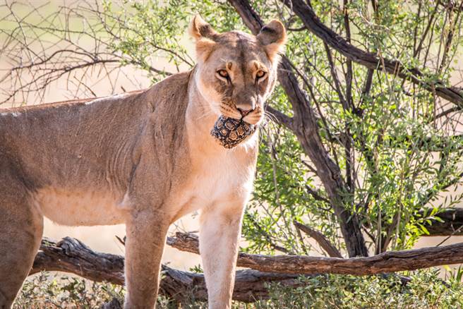 母獅血口猛啃龜 硬到牙痛表情猙獰(示意圖/達志影像)
