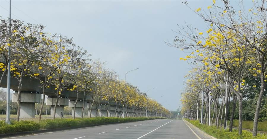 台南科學園區環東路、環西路、南科二路種了2000多株黃花風鈴木。（劉秀芬攝）