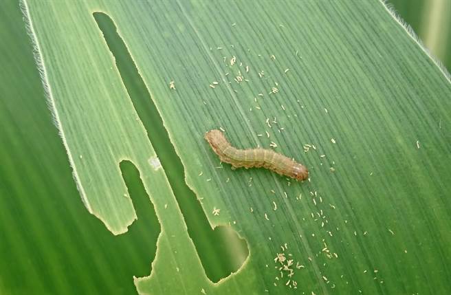 去年秋行軍蟲曾造成不小的農作物危害，今年秋行軍蟲捲土重來，大陸已偵測得規模比去年同期高90倍，不能掉以輕心。（圖／中央社） 