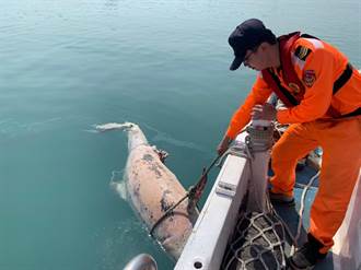 台中港驚見鯨豚浮屍 海巡救生艇拖上岸