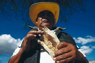 墨西哥玉米變少了