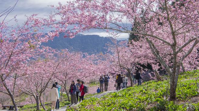 賞櫻秘境 福壽山千櫻園粉嫩登場穿日式浴衣服浪漫賞櫻 旅遊 中時