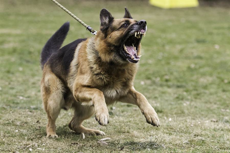 愛犬啃咬女飼主口鼻下場眾人鼻酸 日常 話題