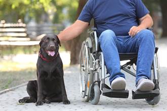 輪椅老翁外出散步 愛犬舉動惹鼻酸