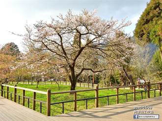 阿里山櫻花季開跑 「櫻王」預計下周後盛開