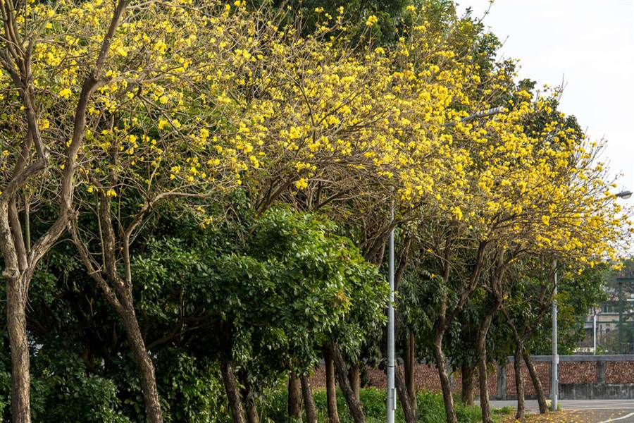 佳里運動公園 黃花風鈴木。（圖取自台南旅遊網）