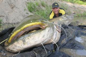 魚精出現！德國漁夫釣「哥吉拉魚」 重129kg鱗片比手掌大！