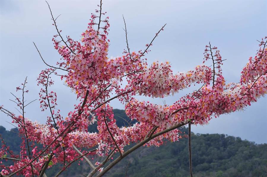 花都开好了 宝来温泉公园800多株阵雨树盛开 生活 中时