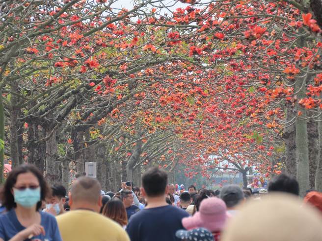 白河木棉花季落幕吸27萬人次參觀 旅遊 中時