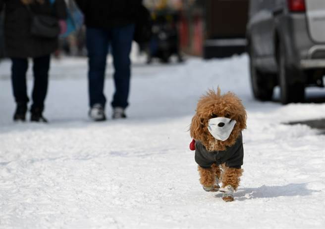 新冠肺炎疫情蔓延，许多大陆居民赶在封城前离开家乡，导致猫、狗等毛小孩受困家中。（资料照／中新社）