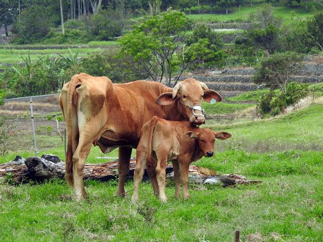與牛隻對撞女駕駛重傷縣府農業處突檢養牛戶 社會 中時