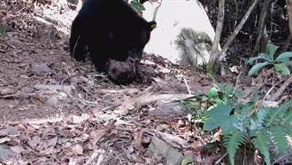 小黑熊野放前學狩獵 纏鬥舉尾蟻巢