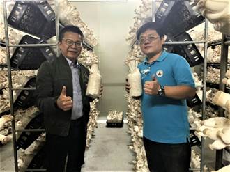 科技新貴改當菇農　拚出台南最大有機杏鮑菇農場