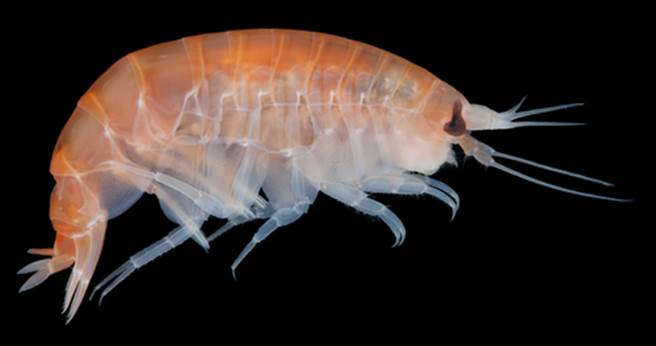 图为端足类动物(Amphipoda)(图片取自/达志影像)