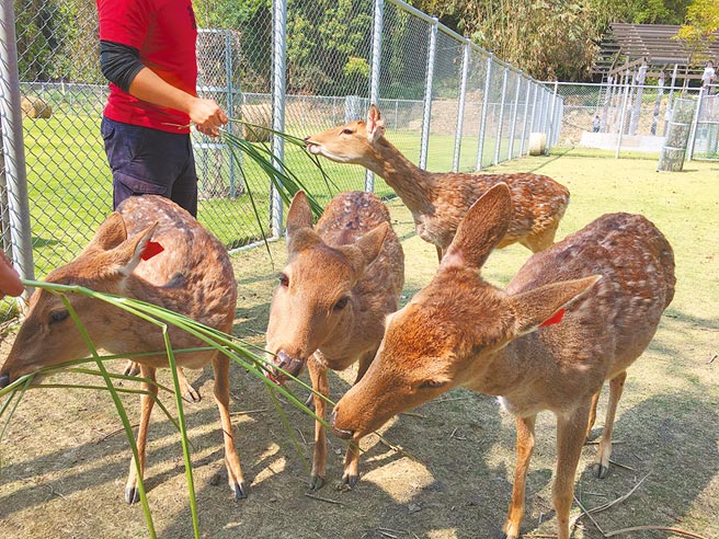 鄒族部落鹿園梅花鹿迎賓 地方新聞 中國時報