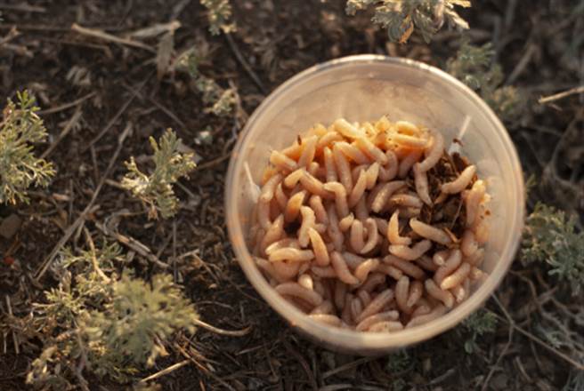 昆虫奶油制甜点 用量太多恐飘腐烂气味(图为黑水虻幼虫/达志影像)