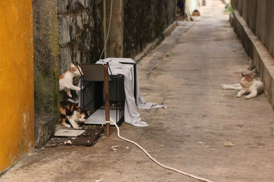 貓咪在誘捕籠附近徘迴。（台灣之心夜貓志工隊提供／陳世宗台中傳真）