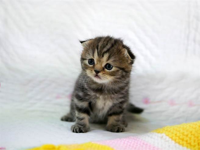 萝莉．摩尔(Laurie Moore)非常爱护动物，如今更是一名动物沟通师(示意图/达志影像)