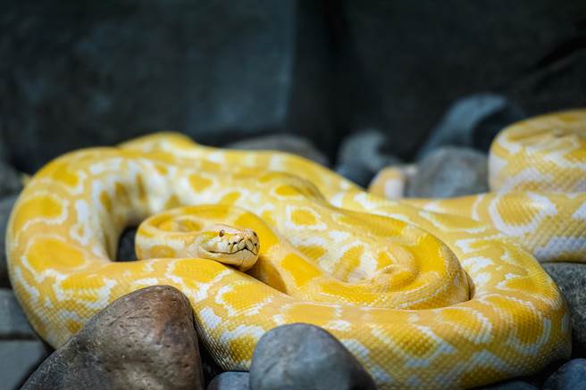 家门闯5公尺巨蟒 专家一看也惊呆(示意图/达志影像)