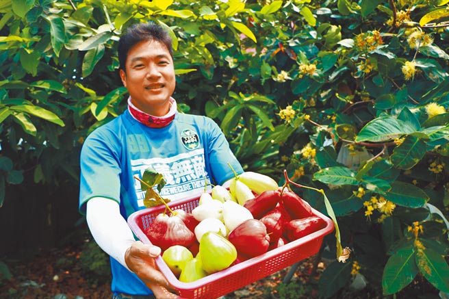 導入公司概念新園青農種繽紛蓮霧增添賣點 地方新聞 中國時報