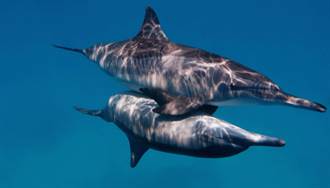 這些動物生殖器嚇壞人 海豚竟要小魚DIY