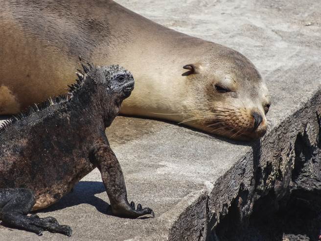 海狮和蜥蜴第一次亲密接触 画面超震惊(示意图／达志影像)