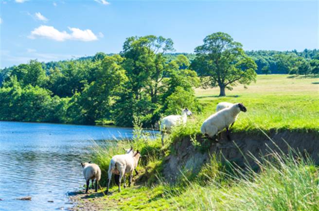 水淹半座城市 她手抱300只羊急逃难(图为德比郡羊群日常/达志影像)