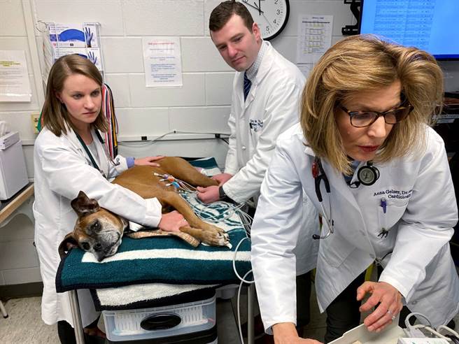 法国新冠肺炎疫情告急，医生人手不足，数千至上万兽医响应政府号召，自愿支援医护协助抗疫。图为兽医示意图，非当事人。（示意图／路透社）