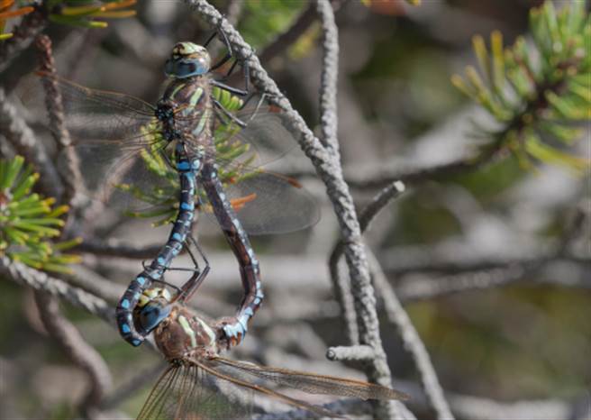 母蜻蜓装死躲求欢 专家：怪男的花心(图为交配中的竣蜓/达志影像)