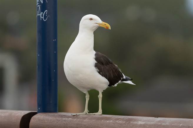 海鸥生吞整只活兔 衝击画面网吓呆(示意图/达志影像)