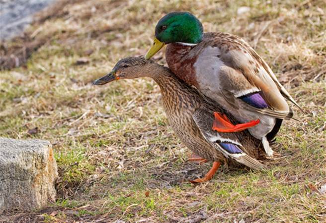 鸭子性暴力！迫同性交配 还是恋尸癖(图片取自/达志影像)