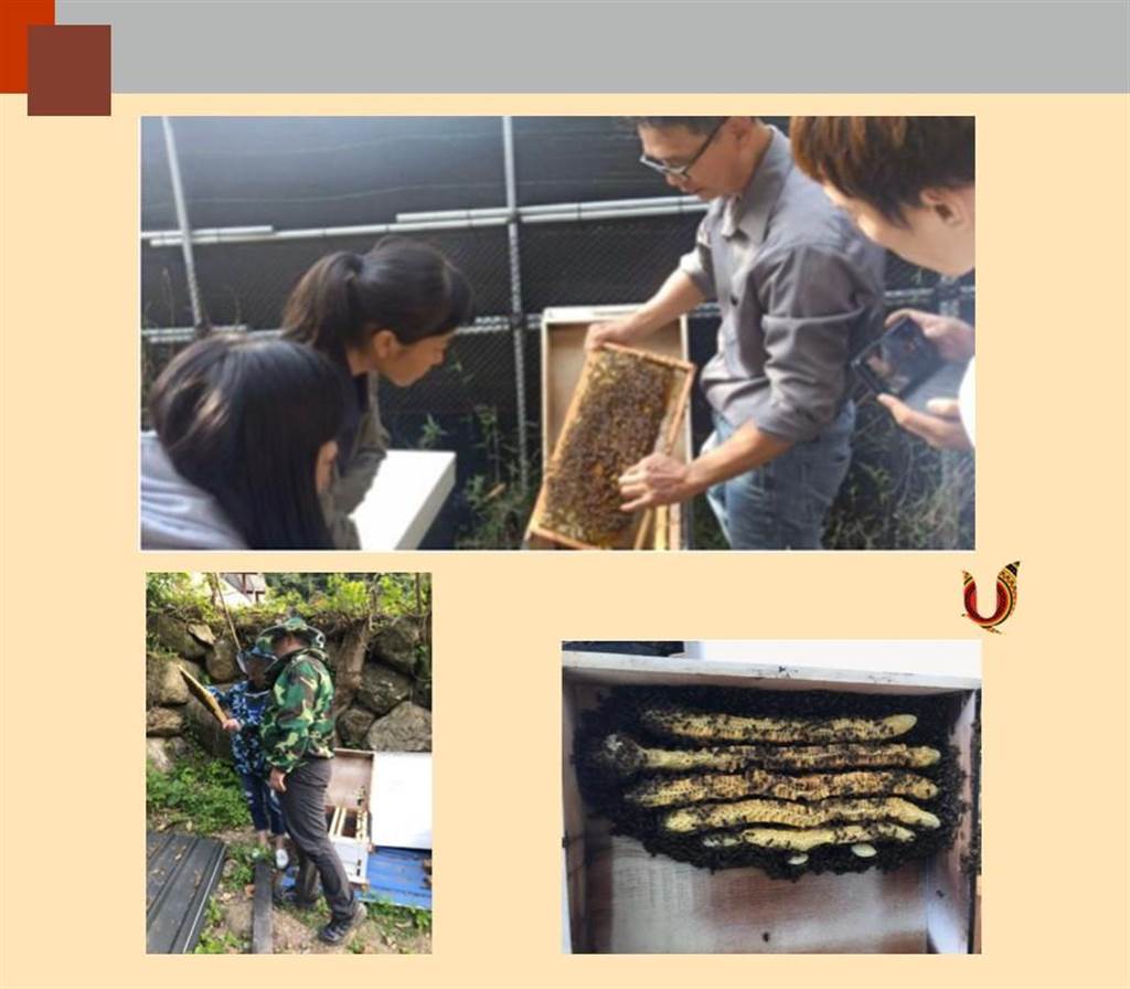 宜蘭大學「英勇的神蜂部隊」創業團隊，針對原住民族地區開發林下養蜂技術及產品。（教育部提供／林志成台北傳真）
