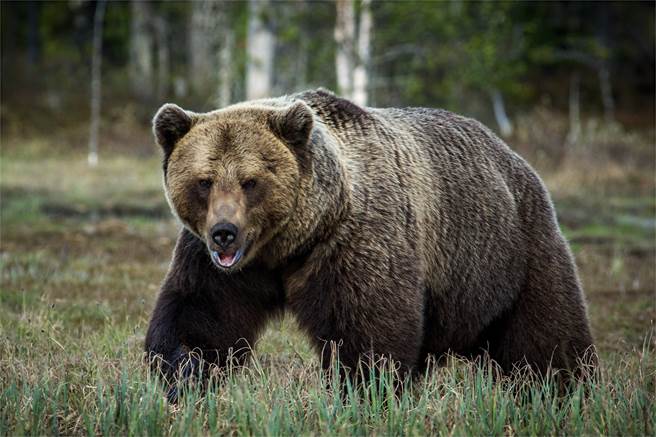 棕熊见三角锥倒地 下秒反应眾人惊(示意图/达志影像)