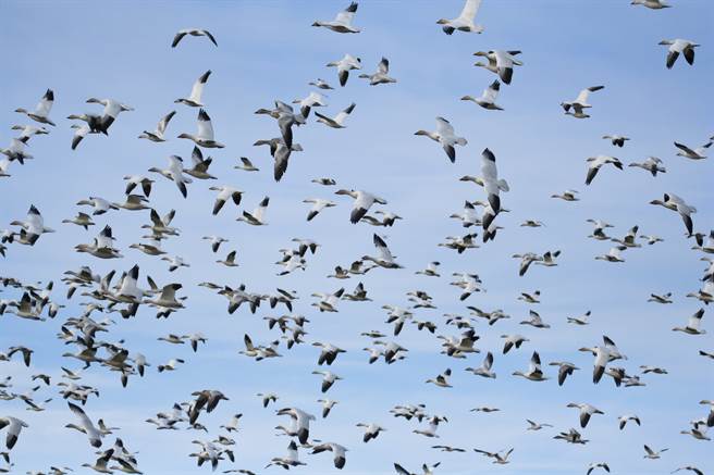 遇鸟群拍照捕捉意外画面 万人看呆(示意图/达志影像)