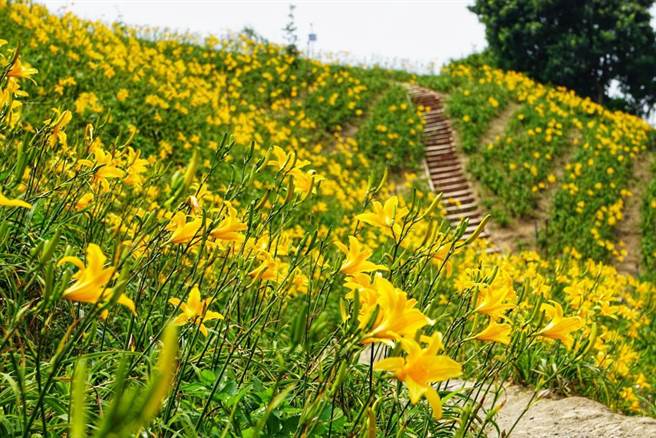 滿山盡是黃金海花壇金針花開不用遠赴花東 生活 中時