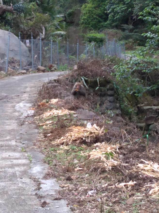 北投区农会农地作物长期受到猴害侵扰。（北市动保处提供／谭宇哲台北传真）