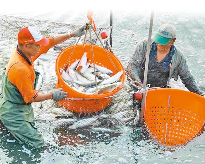 ECFA對台灣農漁民助益最大，與大陸契作的台南學甲虱目魚因ECFA才有機會銷售到山東。（本報資料照片）