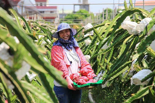 抗癌女青農揮別電子業返鄉種無毒紅龍果 生活 中時