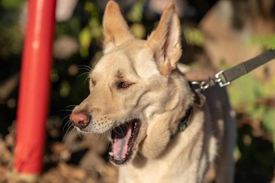 金正恩駭人 犬決 是用啥狗 網驚曝 曾咬死老虎 日常 話題