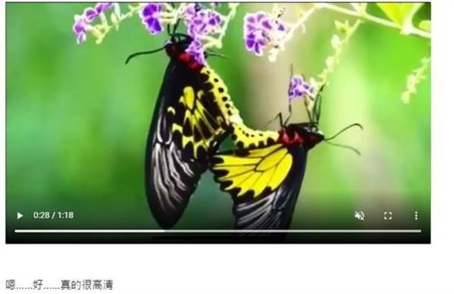 原PO打开一看竟然是两只蝴蝶的在交尾，让他看了傻眼。（图／翻摄自Dcard）