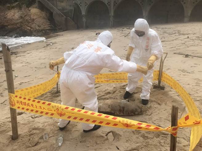 海巡署第一O岸巡隊第一機動巡邏站今（28日）獲報馬祖南竿復興澳岸際有死亡海豚。（海巡署提供／葉書宏連江傳真）