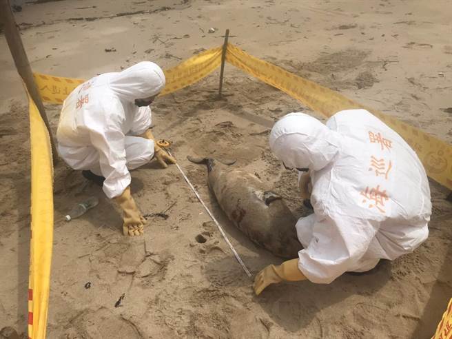 海巡署第一O岸巡隊第一機動巡邏站今（28日）獲報馬祖南竿復興澳岸際有死亡海豚。（海巡署提供／葉書宏連江傳真）