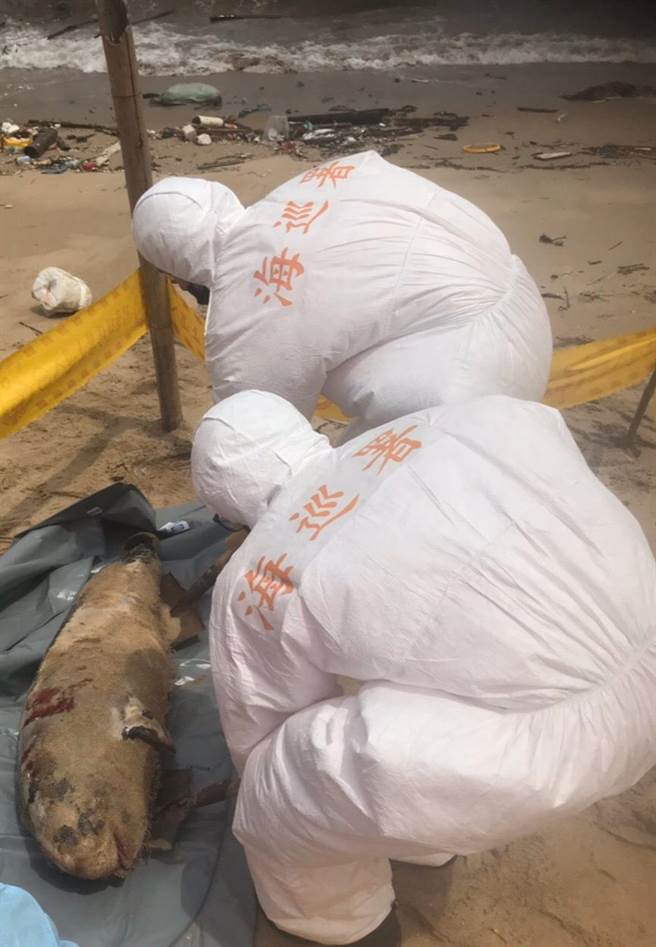 海巡署第一O岸巡隊第一機動巡邏站今（28日）獲報馬祖南竿復興澳岸際有死亡海豚。（海巡署提供／葉書宏連江傳真）