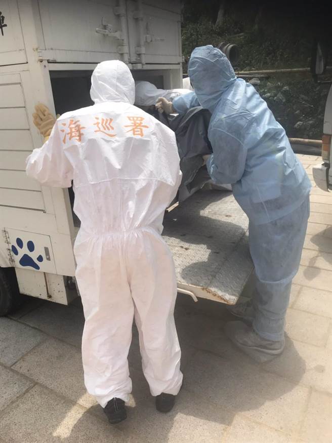 海巡署第一O岸巡隊第一機動巡邏站今（28日）獲報馬祖南竿復興澳岸際有死亡海豚。（海巡署提供／葉書宏連江傳真）