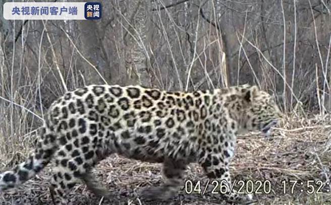 比东北虎还稀有！ 野生东北豹吉林再现踪影