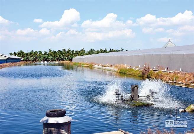 大陆新冠疫情趋缓，却又爆发神秘的「甲壳类病毒」，严重衝击沿海地区养殖业 (图为养虾场示意图，与内文无关／本报资料照)