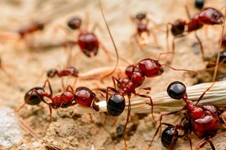 非洲神奇巫術 竟用螞蟻縫合傷口